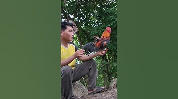 gà rừng nhỏ có linh tính như người.me nyuam qaib qus pob hlub tug lau qaib tiag tiag
