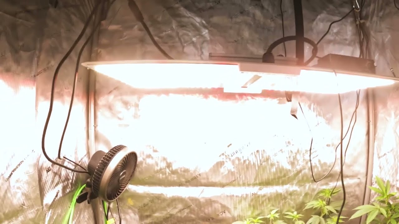 Spider farmer sf2000