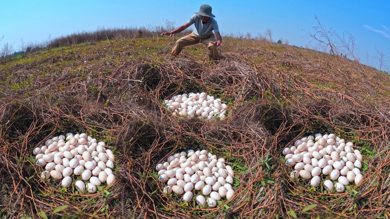 wow unique, a lot of duck eggs in riec field pick by hand Farmer skills