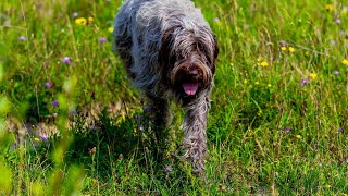 Discover the Incredible Endurance of Wirehaired Pointing Griffons!