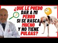 🔴POR QUÉ y QUÉ LE PUEDO DAR MI PERRO  SI TIENE LA PIEL ROJA Y SE RASCA MUCHO? 🔴 y NO tiene PULGAS