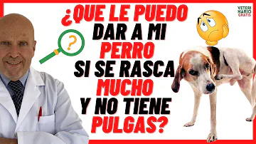 ¿Cómo calmar la picazón en mi perro?