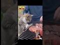 Katze 🐱 #shorts #funny
