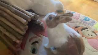 🪵Wood tube!🪵. #nature  #rabbit  #wood games! by Rabbit Nuvoletta Story 107 views 5 months ago 1 minute, 15 seconds