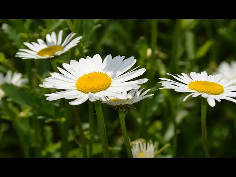 Videó: Fehér Dózisa (növény) - Hasznos Tulajdonságok és Fehér Dózisa, Réti Dózisa, Ellenjavallatok
