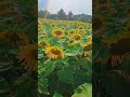 #Sunflower Garden# Natural beauty@