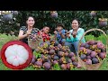 Pick Fresh Mangosteen For Eating - Happy Eating Fruit From the Tree - Fresh And Sweet Mangosteen