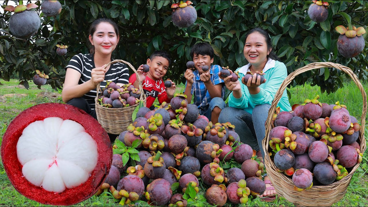 Pick Fresh Mangosteen For Eating Happy Eating Fruit From the Tree