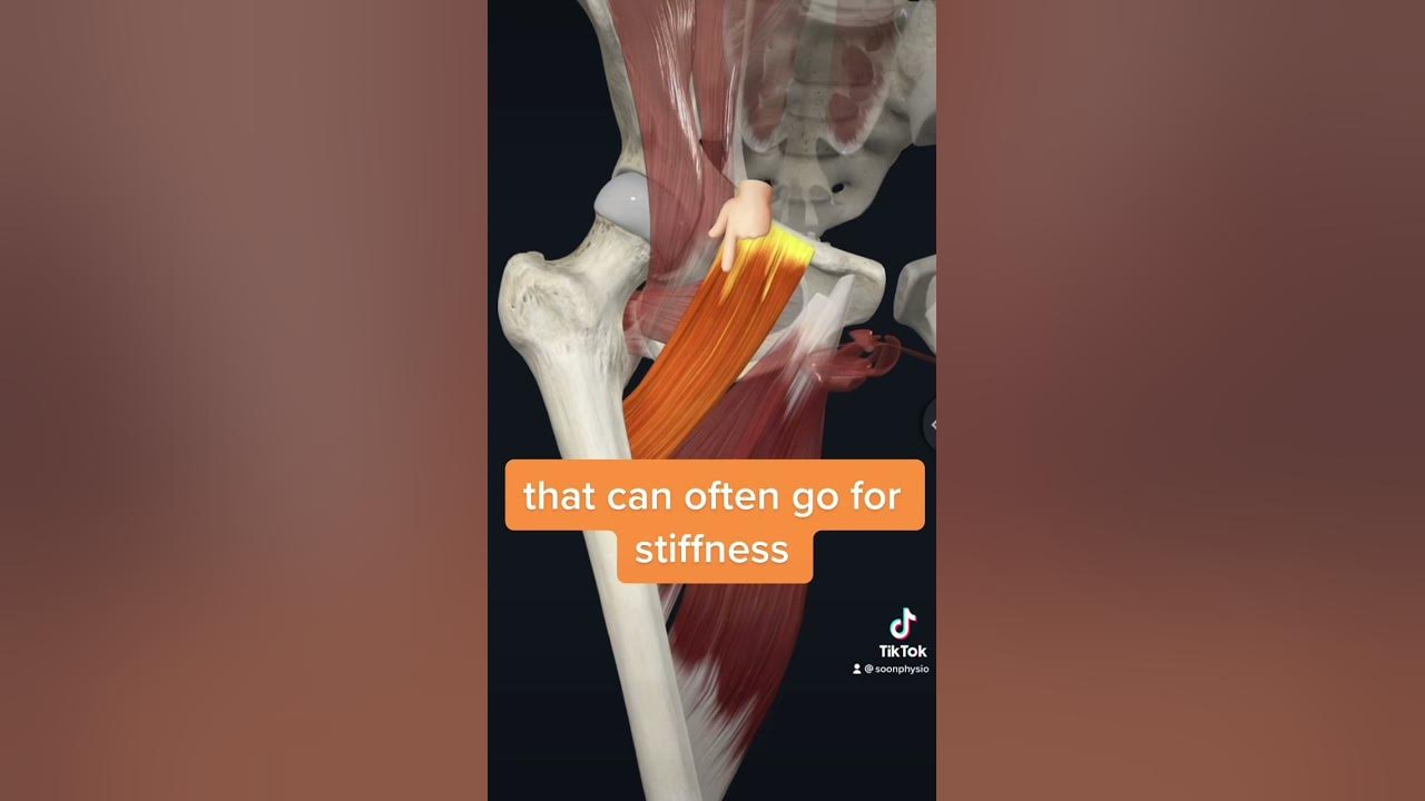 learnanatomy do you know about the pectineus you have groin pain fyp