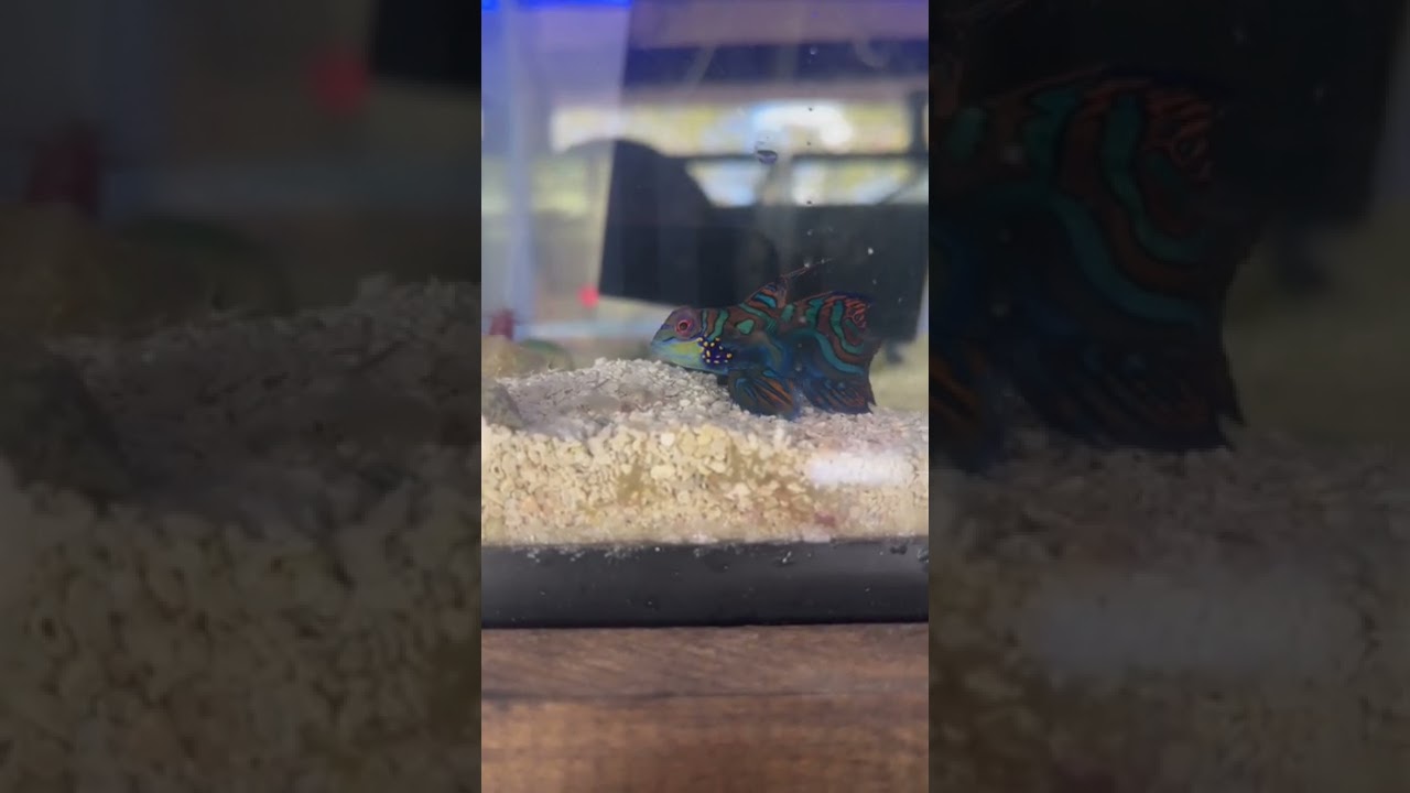 Do mandarin dragonets eat frozen food?