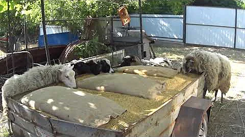 Сколько зерна надо овцам .Sheep and grain.