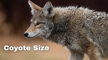 Coyote Size Comparison: How Do They Stack Up Against Other Canids?
