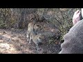 Leopards mating SSGR Sth Africa Part 1