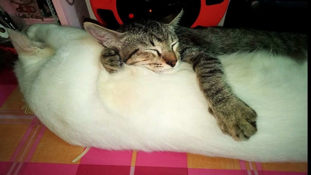 Why Do Cats Love a Good Head Scratch? YouTube