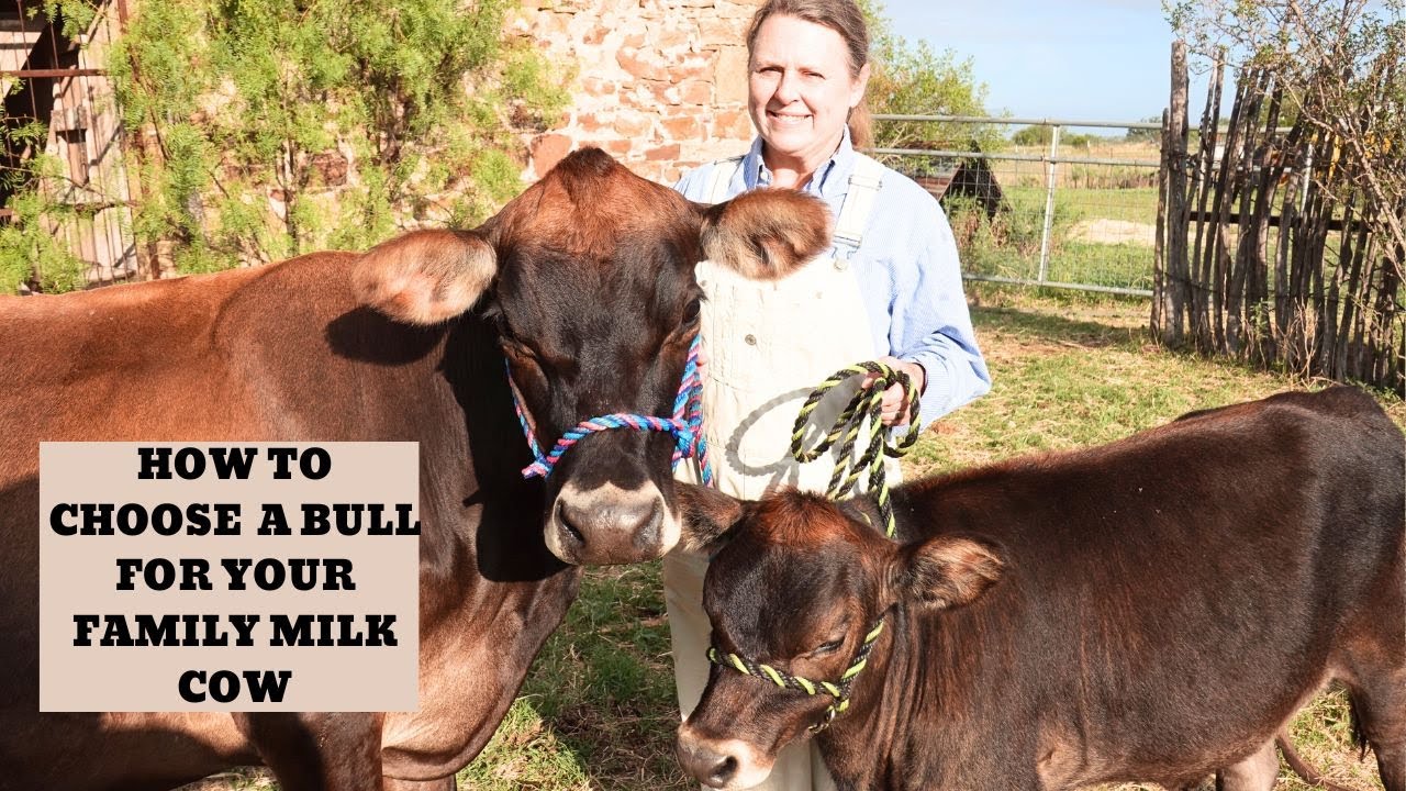 How to choose a dairy bull for your dairy cow (Evaluating