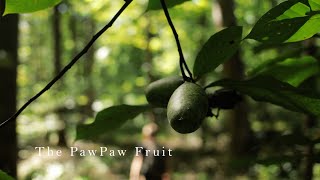 A Delicious Wild Fruit Called PawPaw