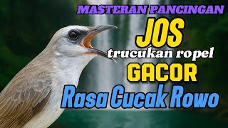 Trucukan gacor ropel panjang rasa cucak rowo untuk pancingan dan  masteran