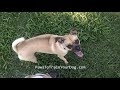 Ringo feat. Barnaby, Lacy, Brat Pack - Paws To Train Your Dog - Phoenix Dog Trainer Ringo feat. Barnaby, Lacy, Brat Pack - Paws To Train Your Dog - Phoenix Dog Trainer