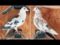 My best colored racing pigeons  new couple for breeding in 2024