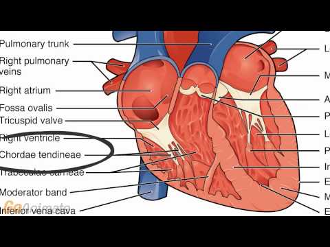 Anatomy and Physiology of the Cardiovascular System: Heart Anatomy