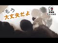 【閲覧注意】保健所に持ち込まれる寸前の親子猫を保護 ฅ^•ω•^ฅ