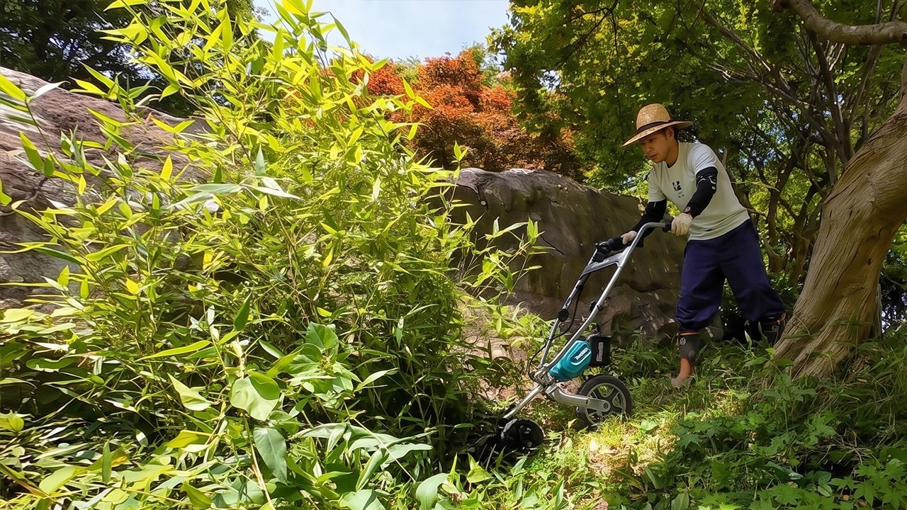 竹の成長が早すぎるから3輪草刈機で綺麗にします！