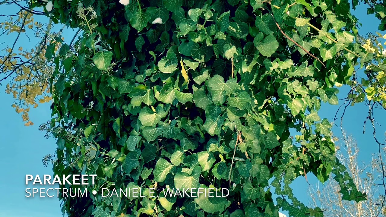 Watch Daniel E. Wakefield - Parakeet on YouTube Watch Daniel E. Wakefield - Parakeet on YouTube
