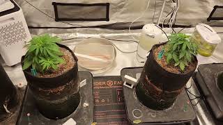 Weekly update Octopot grow #13 Day 38 Watermelon Zkittlez, Blueberry OG Day 28 Maui Waui, moby dick.