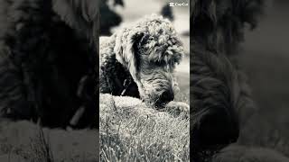 Zoom Into The Gorilla