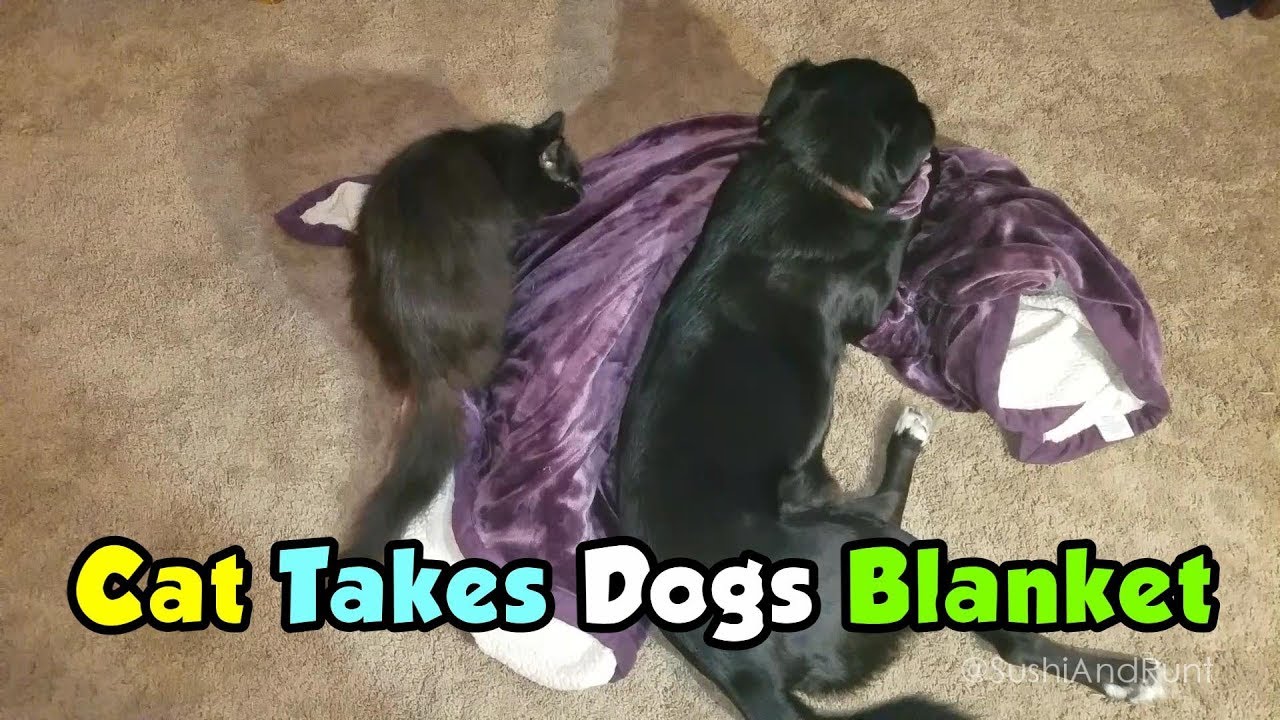 Cat Takes Dog's Blanket ! Too Funny ! YouTube