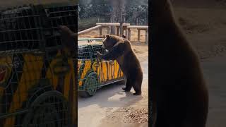 The Best ZOO Ever |