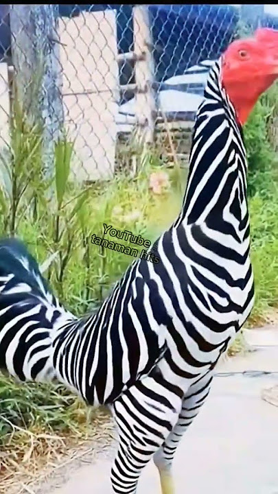 Viral ayam jago yang memiliki warna seperti hewan zebra #shorts
