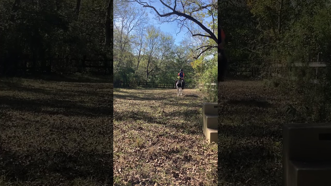 Sweet, smooth canter.                   