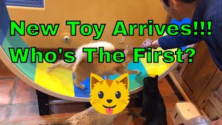 【ZenByCat】Ferris Cat Wheel from ZiggyDoo arrives at House Of Nekko
