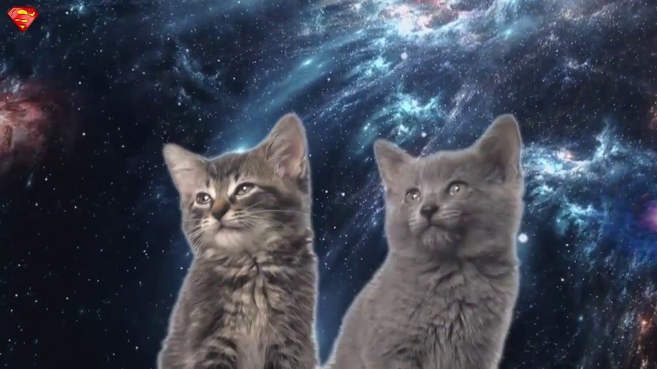 Котик мяу песня