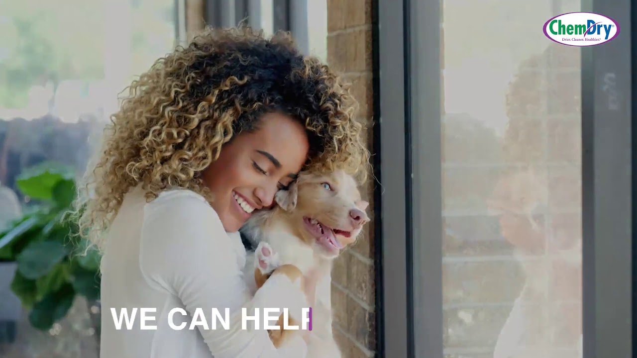 Pet Urine Removal Treatement by American ChemDry YouTube