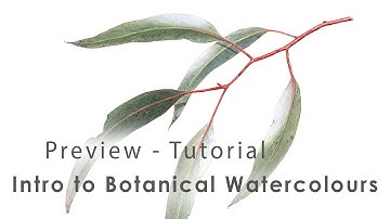 Preview - Botanical Art Tutorial - Eucalyptus Leaves