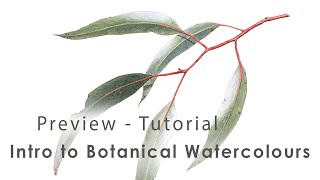 Preview - Botanical Art Tutorial - Eucalyptus Leaves