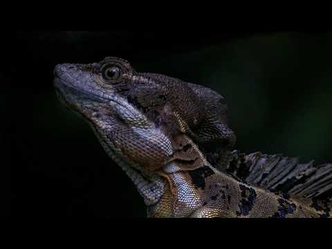 Up-Close Visit With Male Basilisk Lizard In Panama | August 29, 2026