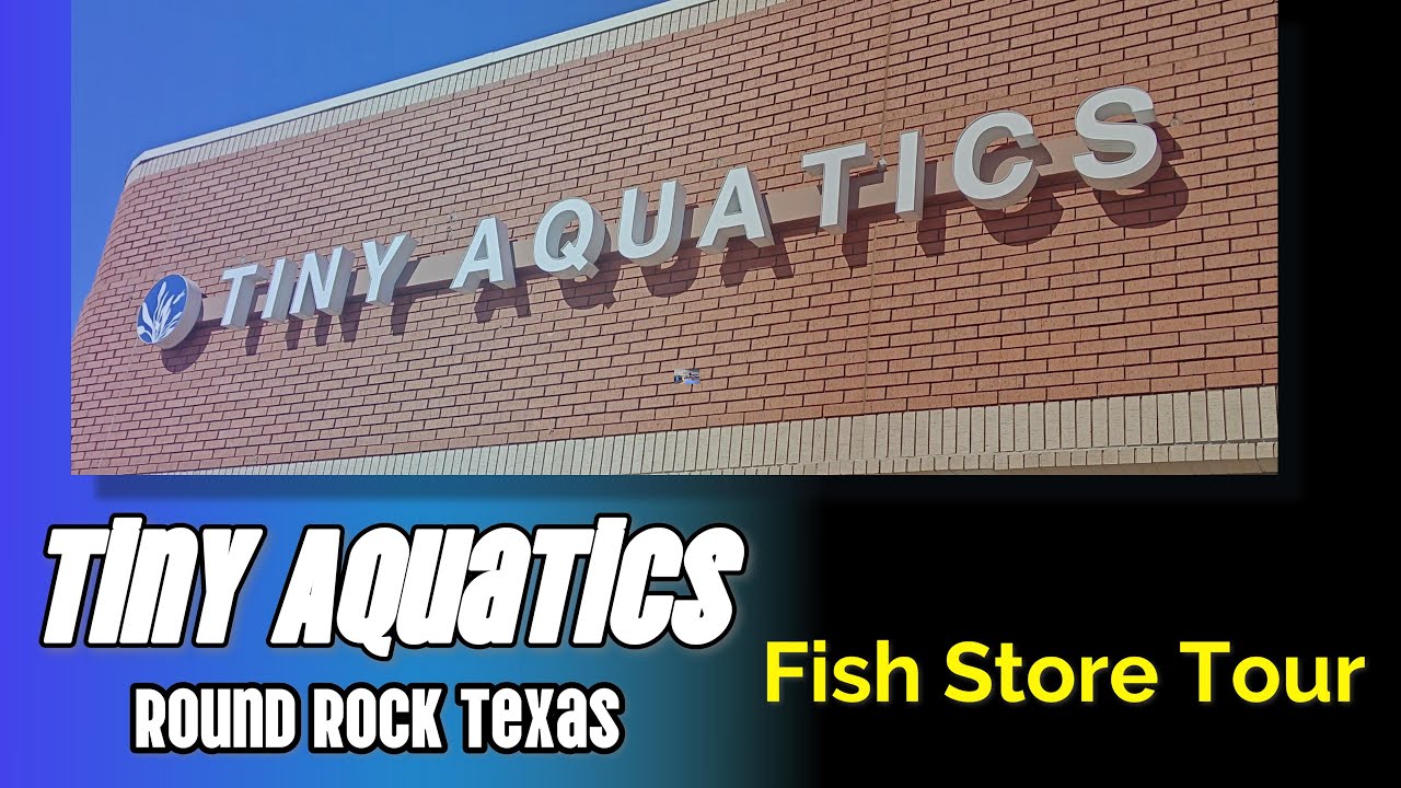 Tiny Aquatics Fish Store Tour