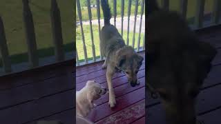 my 14 year old chihuahua is a menace 🤦🏽‍♀️ #chihuahua #puppylife #germanshepherd