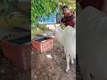 Unconditional Nature lover #shorts #youtubeshorts #nature #animallover #savewater #naturelovers