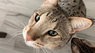 Big Savannah Cat Meowing So Cute! #big #cat #meow