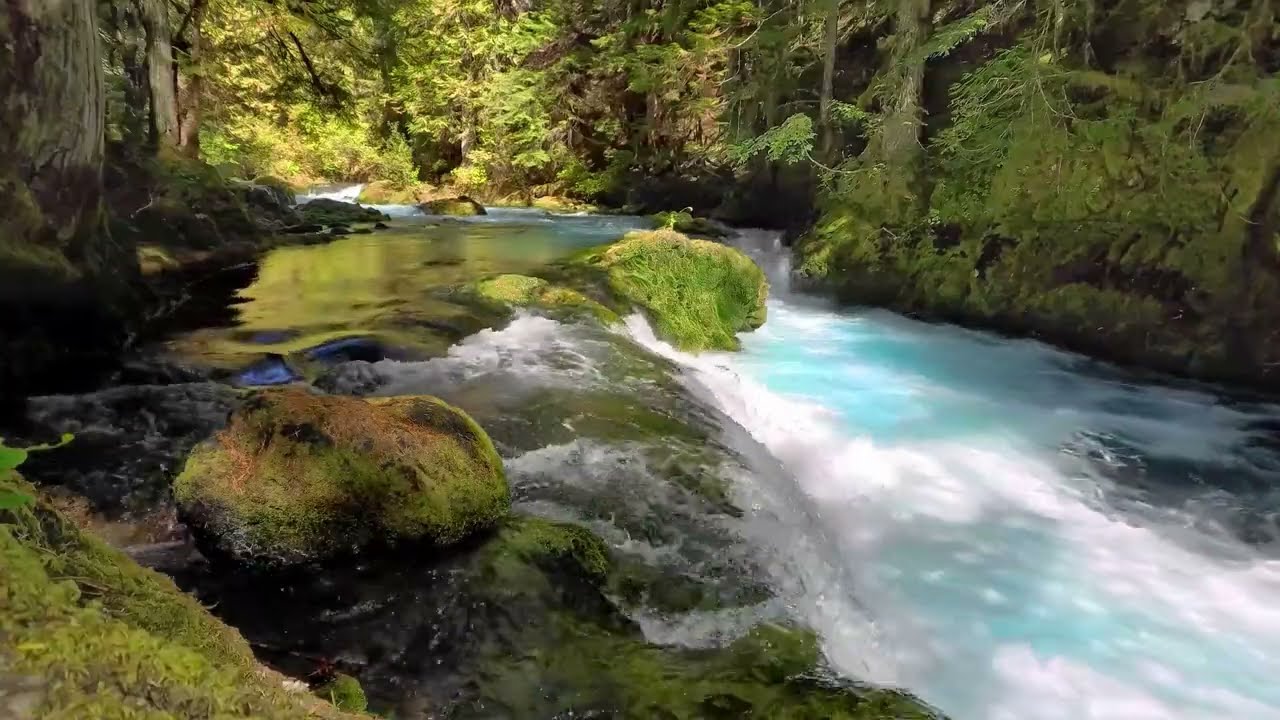 Lofi Relaxing Forest Ambience 🐾