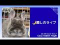【癒しライブ】うさぎのウルフねむねむ定点 🌙 まったり夜時間|Cozy Rabbit Night (No Talk)