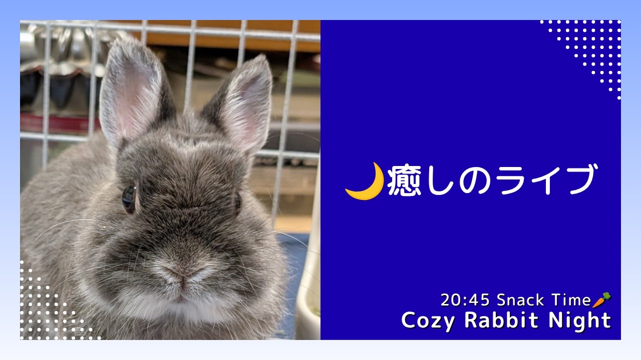【癒しライブ】うさぎのウルフねむねむ定点 🌙 まったり夜時間|Cozy Rabbit Night (No Talk)