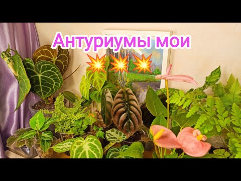 Антуриумы цветущие и декоративно-лиственные