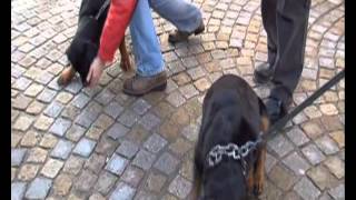 Планета собак 2011. Ротвейлер. Германия