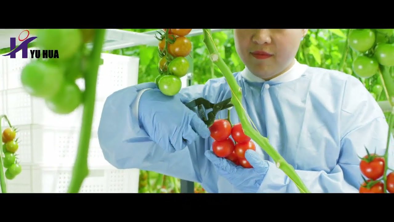 Yuhua high-end greenhouse glass have diffuse tempered glass and diffuse AR glass.