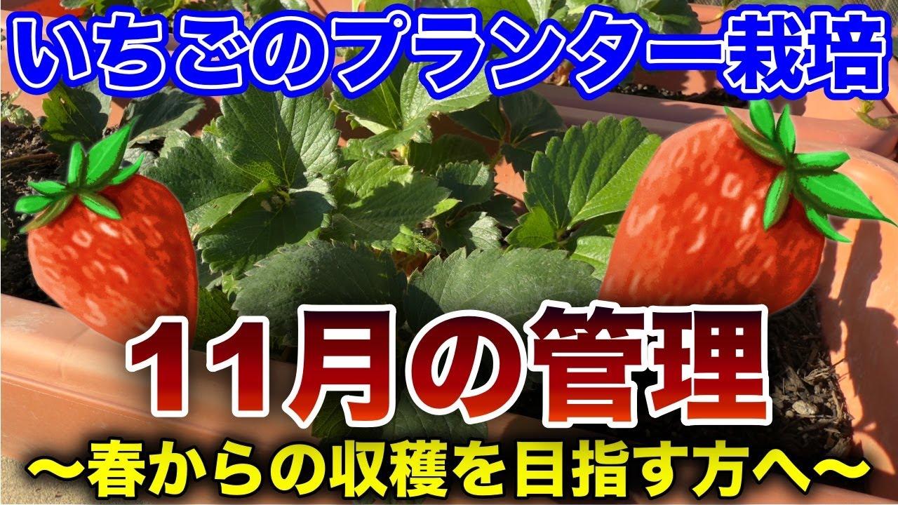 いちご 11月末まで maxresdefault.jpg